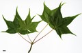 SpeciesSub: subsp. sinicum SpeciesSub: subsp. sinicum